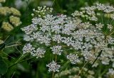 Astrodaucus orientalis