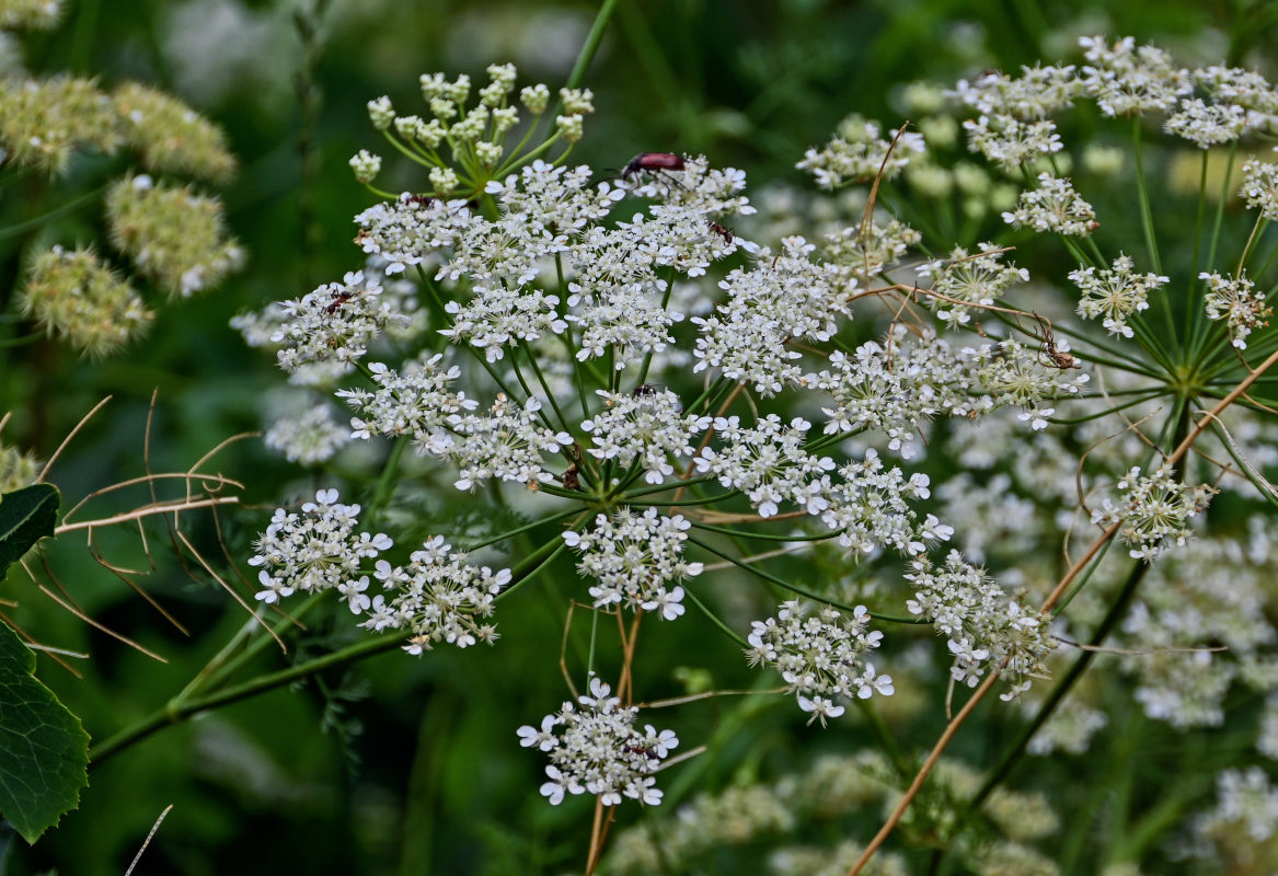 Изображение особи Astrodaucus orientalis.