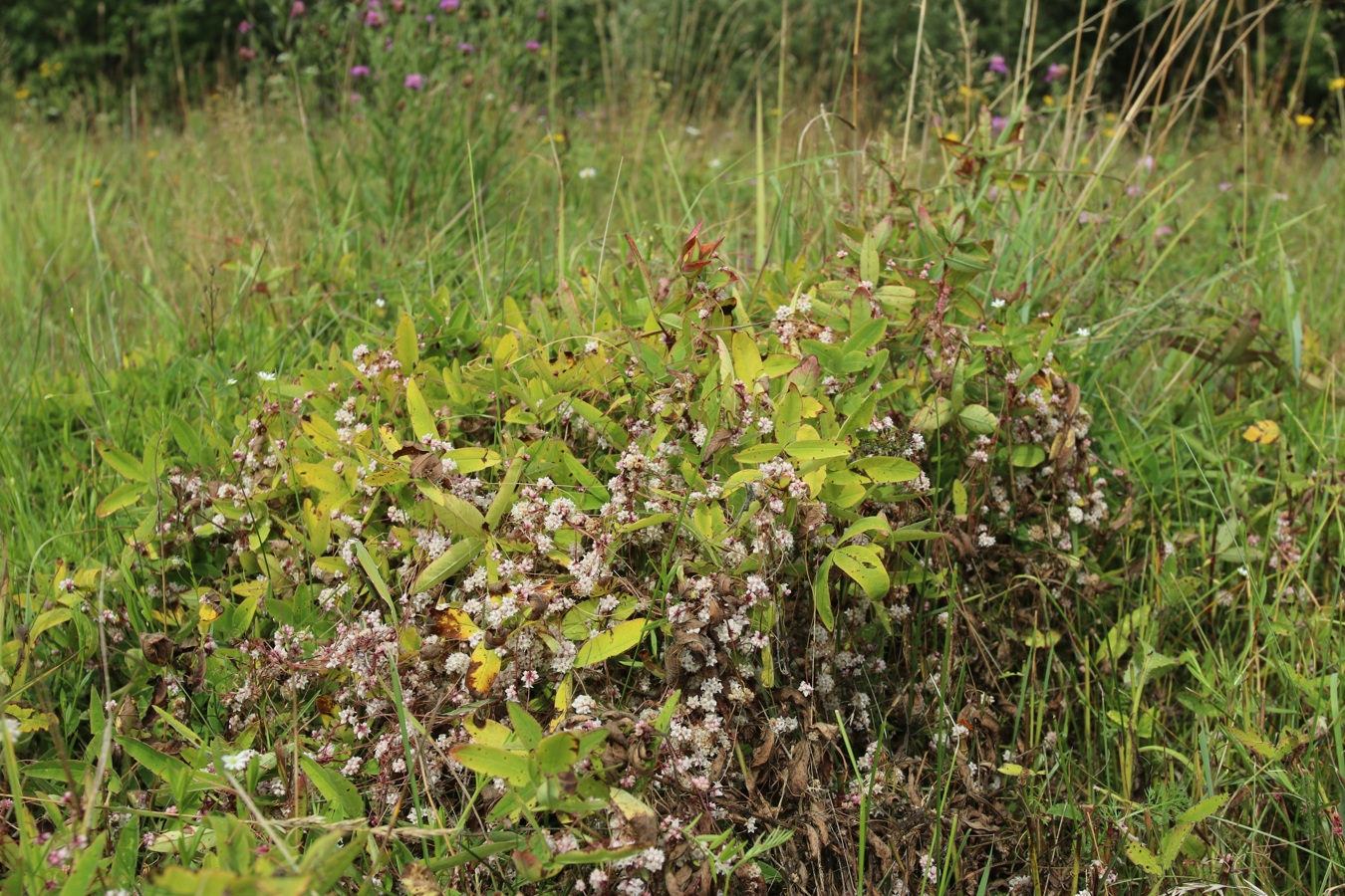 Изображение особи Cuscuta epithymum.