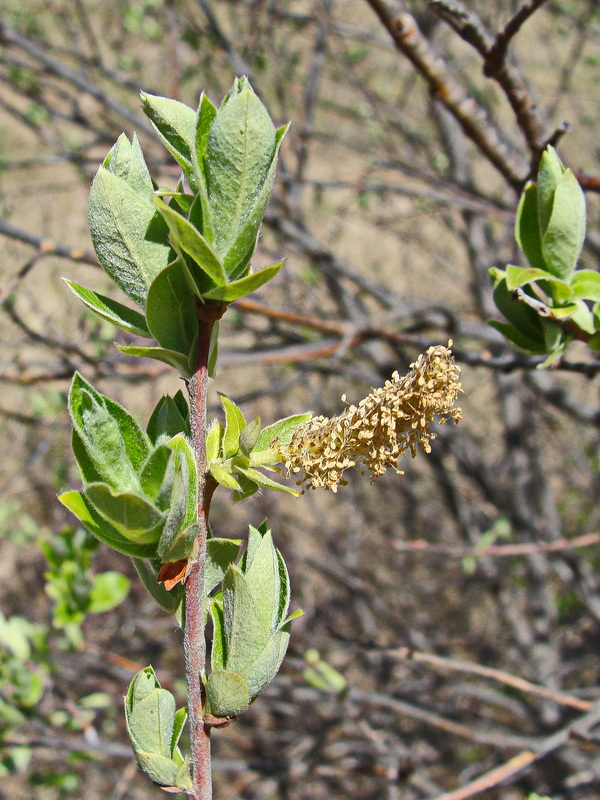 Image of Salix bebbiana specimen.