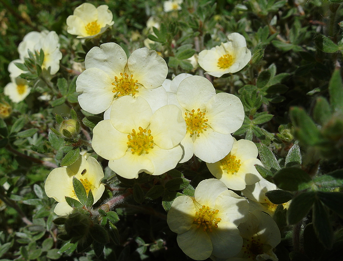 Image of Dasiphora fruticosa specimen.