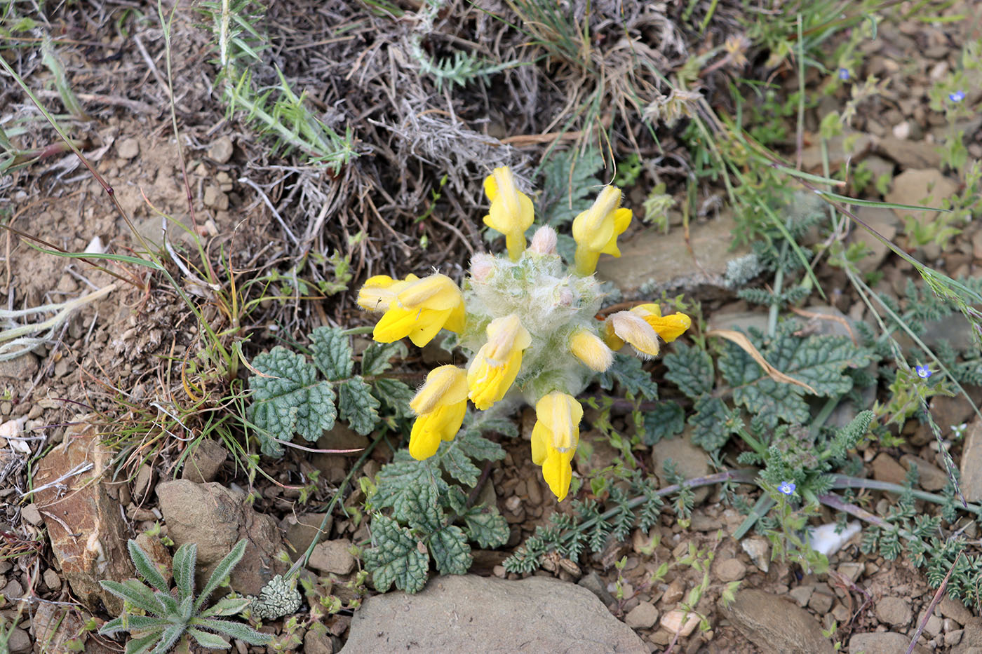 Изображение особи Phlomoides speciosa.