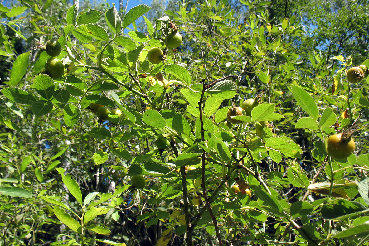 Image of Rosa villosa specimen.