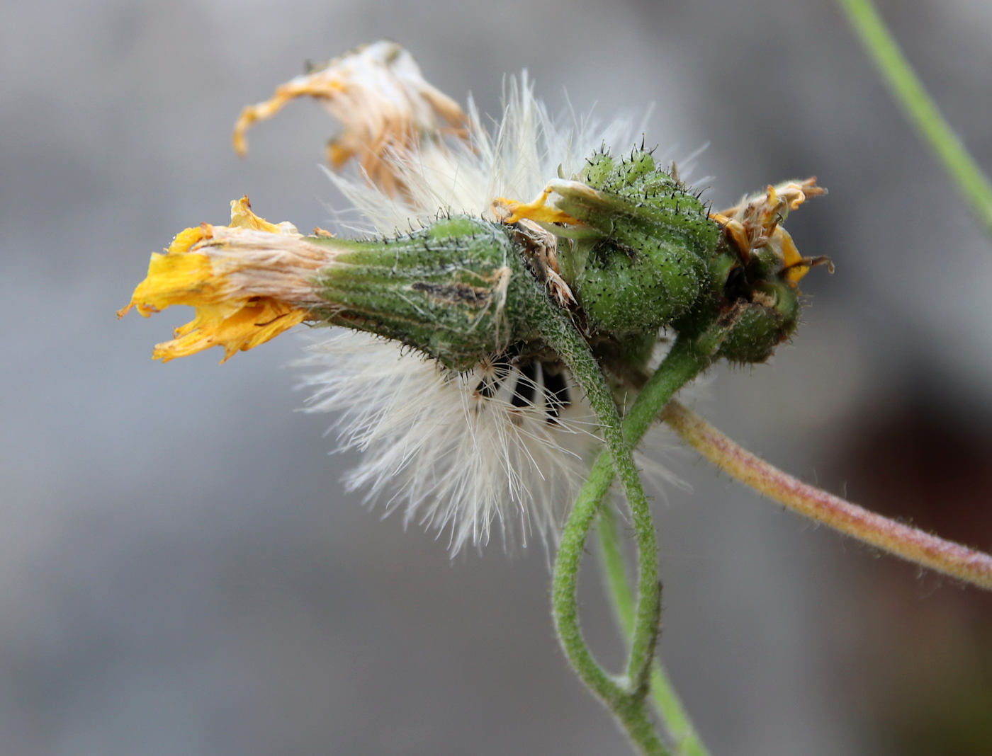 Image of Hieracium adlerzii specimen.