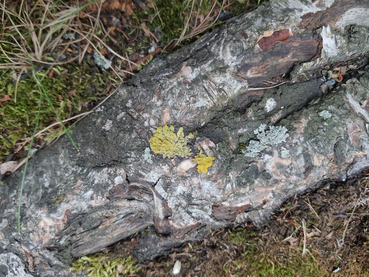 Image of Xanthoria parietina specimen.