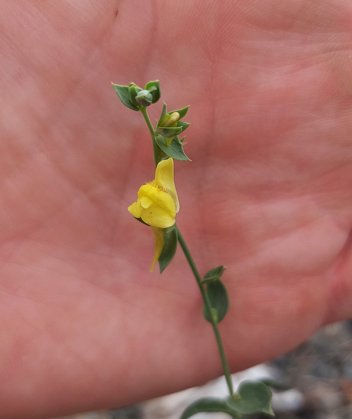 Image of Linaria genistifolia specimen.