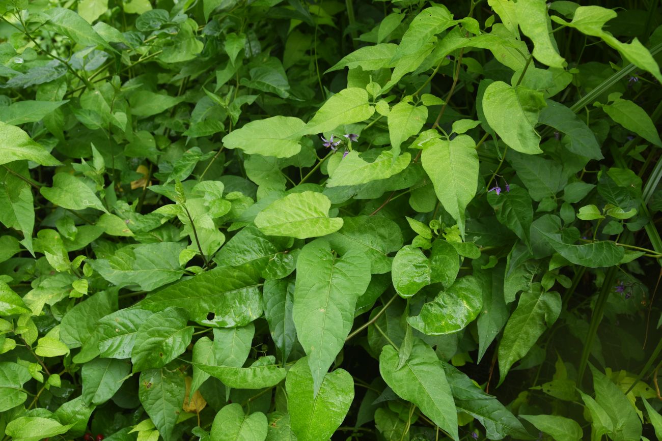 Image of Solanum dulcamara specimen.