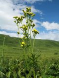 Tanacetum vulgare. Верхушка цветущего растения. Казахстан, Западный Алтай, горы Таловка (Собачьи Горы) у пер. Седло в окр. с. Солдатово, ≈ 1450 м н.у.м., луговое разнотравье. 5 июля 2024 г.