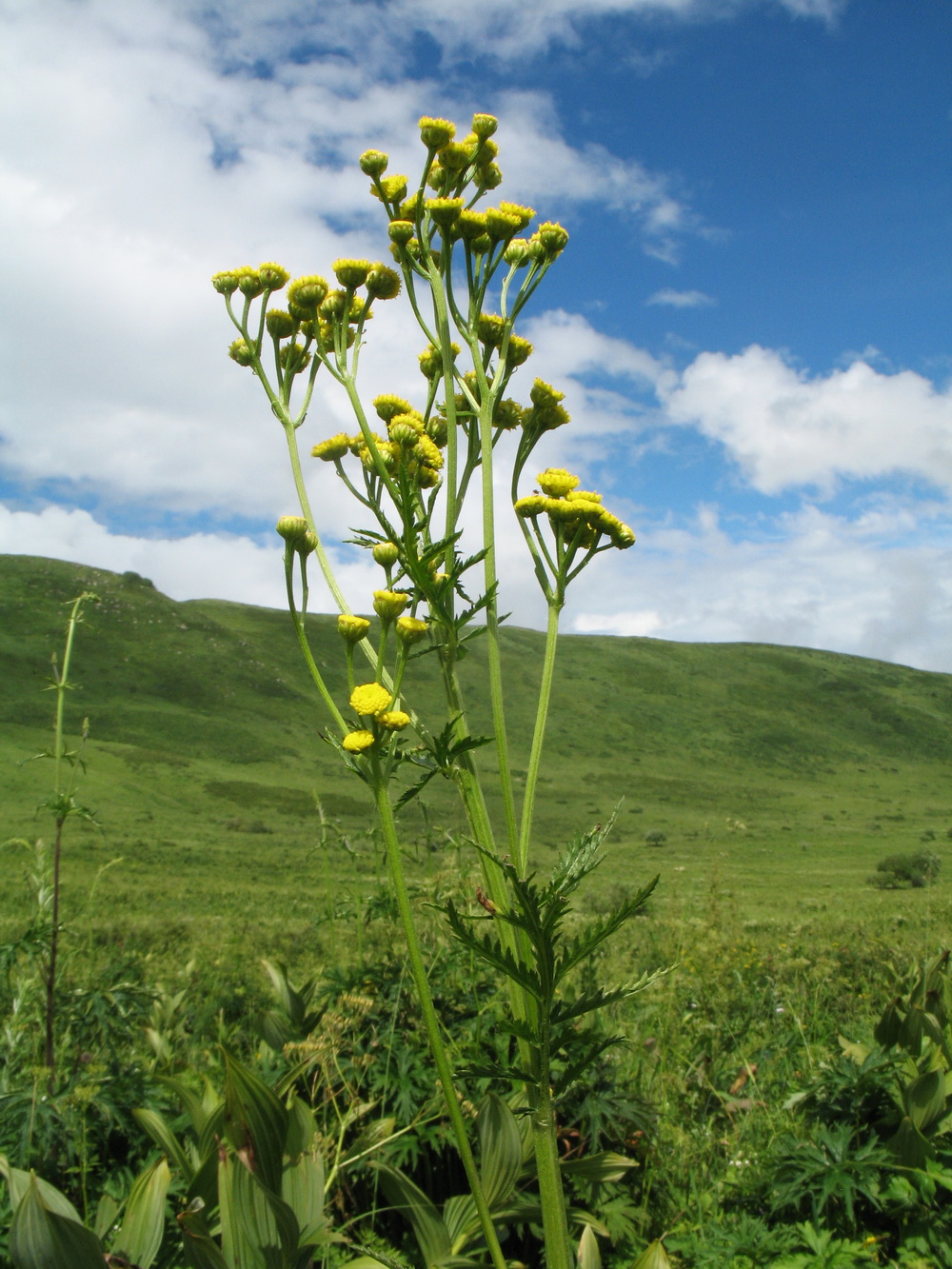 Image of Tanacetum vulgare specimen.