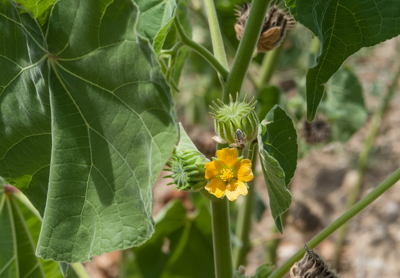 Изображение особи Abutilon theophrasti.