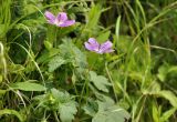 Geranium wlassovianum. Верхушки цветущих растений. Приморский край, Владивостокский ГО, о. Рикорда, луг. 15.07.2024.