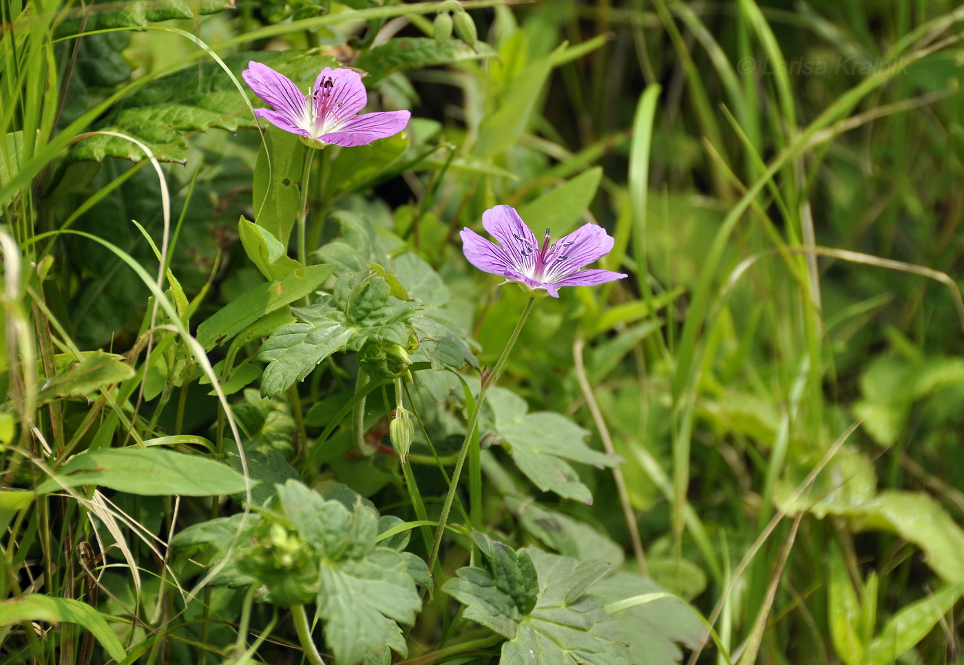 Image of Geranium wlassovianum specimen.