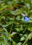 Mertensia pubescens. Повреждённое соцветие с цветком и завязями. Камчатский край, Елизовский р-н, подножие горы Вачкажицы, берег р. Тахколоч, луговина на склоне СВ экспозиции. 04.08.2024.