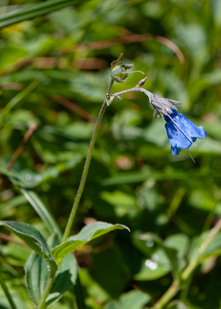 Image of Mertensia pubescens specimen.