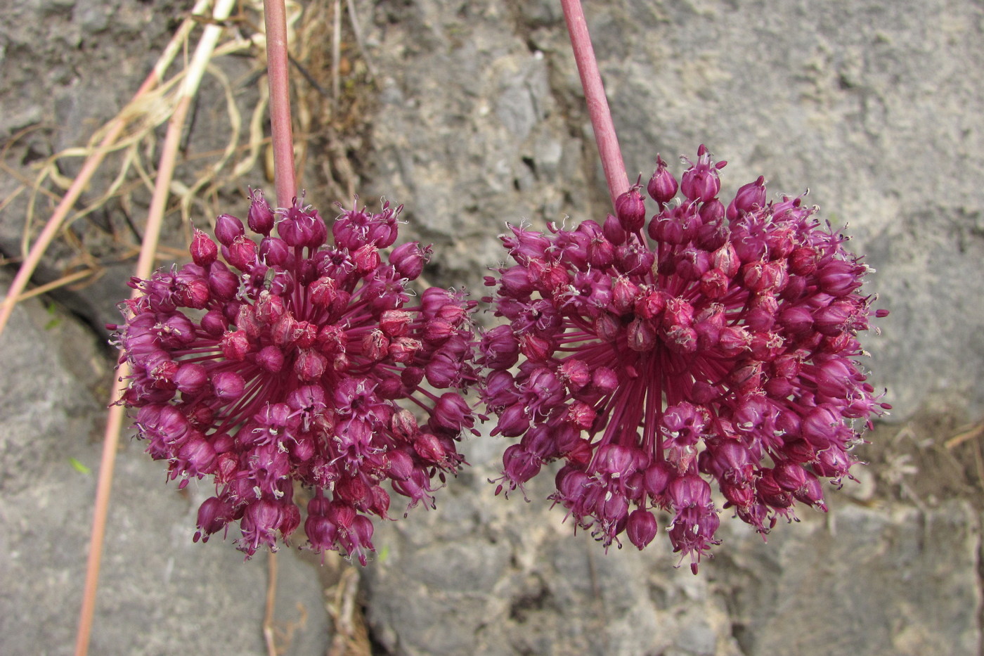 Изображение особи Allium ampeloprasum.