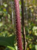 Helianthus tuberosus. Часть побега. Хабаровский край, окр. г. Комсомольск-на-Амуре, Силинский лесопарк, зарастающая просека. 23.09.2024.