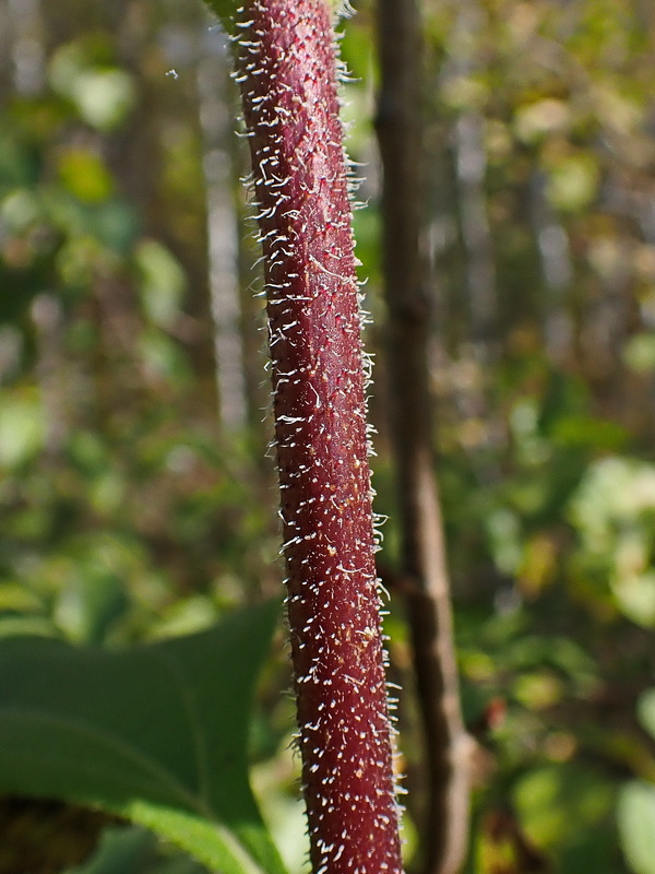 Image of Helianthus tuberosus specimen.