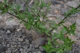 Artemisia vulgaris