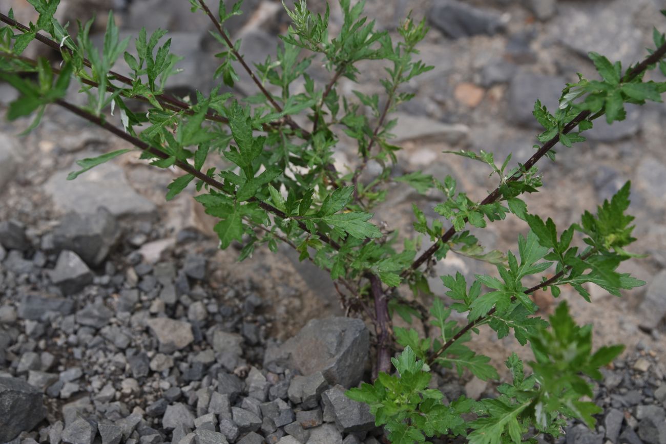 Image of Artemisia vulgaris specimen.