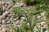 Atriplex littoralis