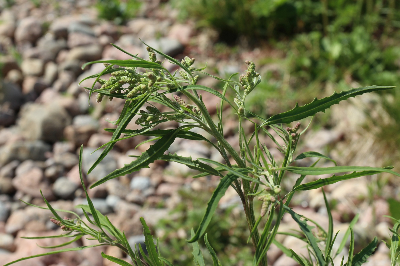 Image of genus Atriplex specimen.