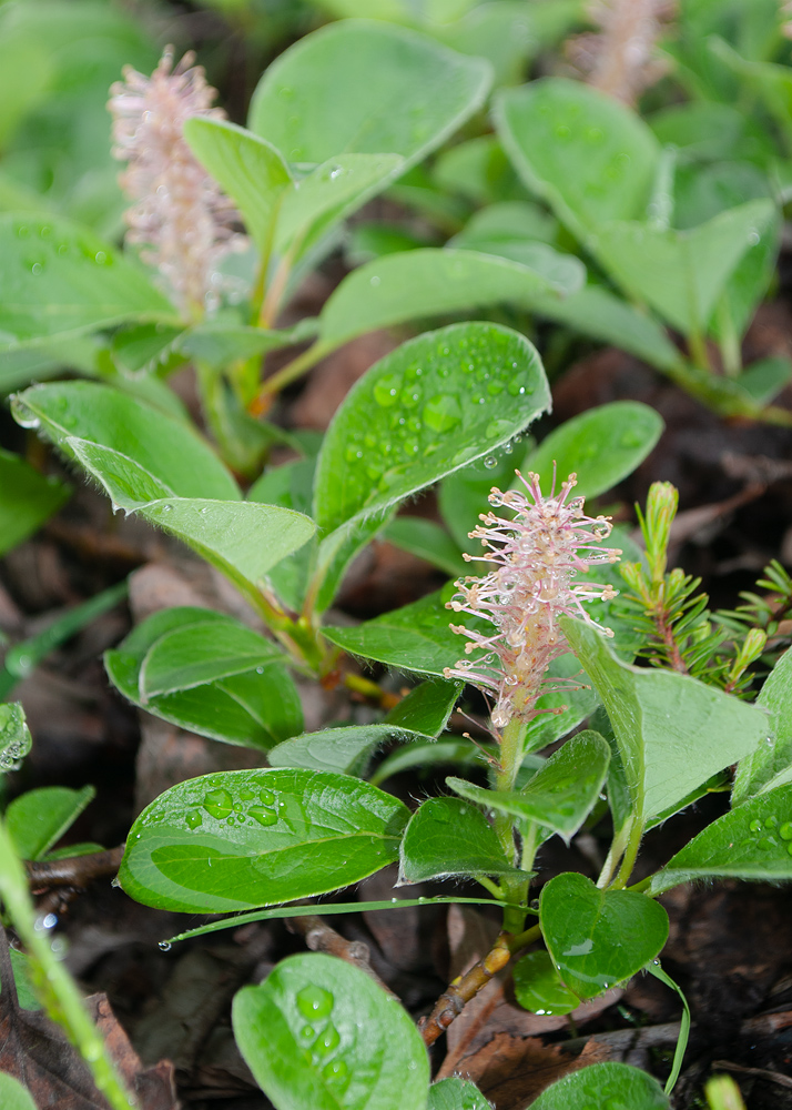 Изображение особи Salix reptans.