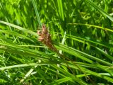 familia Cyperaceae. Соплодие и части листьев. Кабардино-Балкария, Черекский р-н, гора Фытын, юго-западный склон, ≈ 2100 м н.у.м., влажный осоковый луг. 29.07.2024.