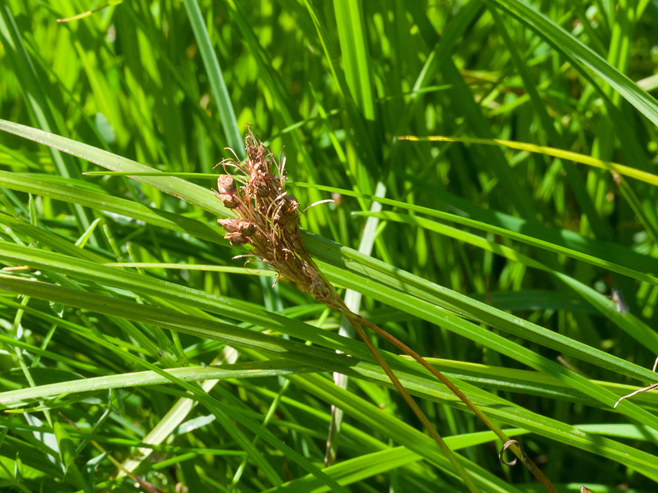 Изображение особи семейство Cyperaceae.