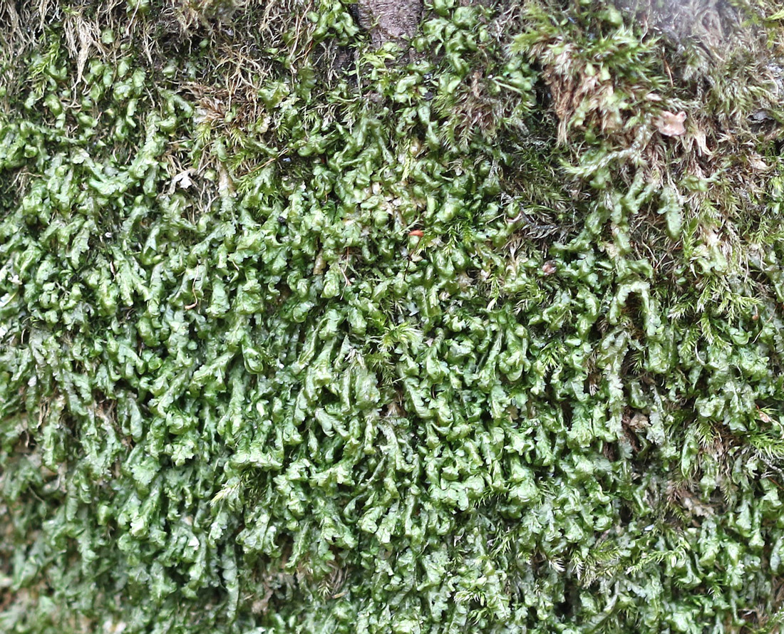 Image of division Marchantiophyta specimen.