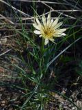 Tragopogon dubius