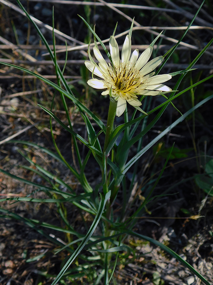 Изображение особи Tragopogon dubius.