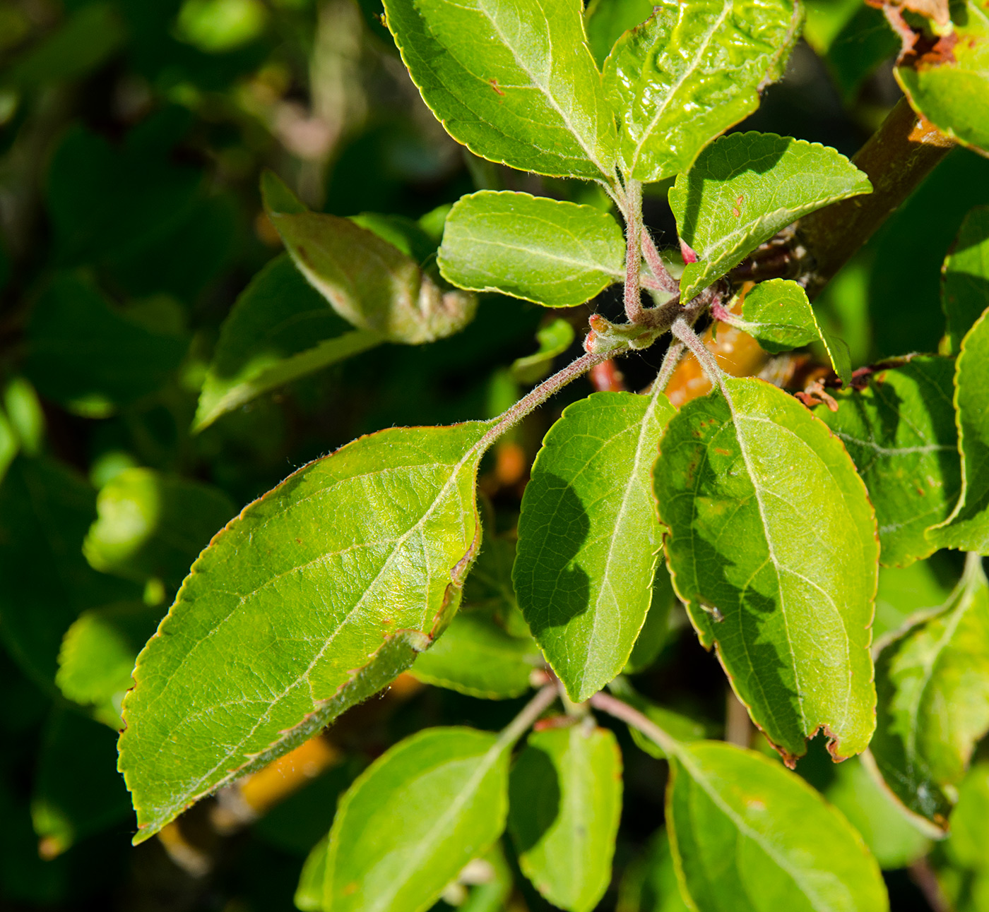 Image of Malus sylvestris specimen.