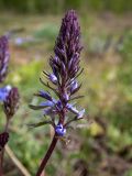 Смотреть изображение Veronica teucrium
