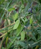 Смотреть изображение Vicia tenuifolia