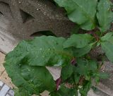 Смотреть изображение Phytolacca americana