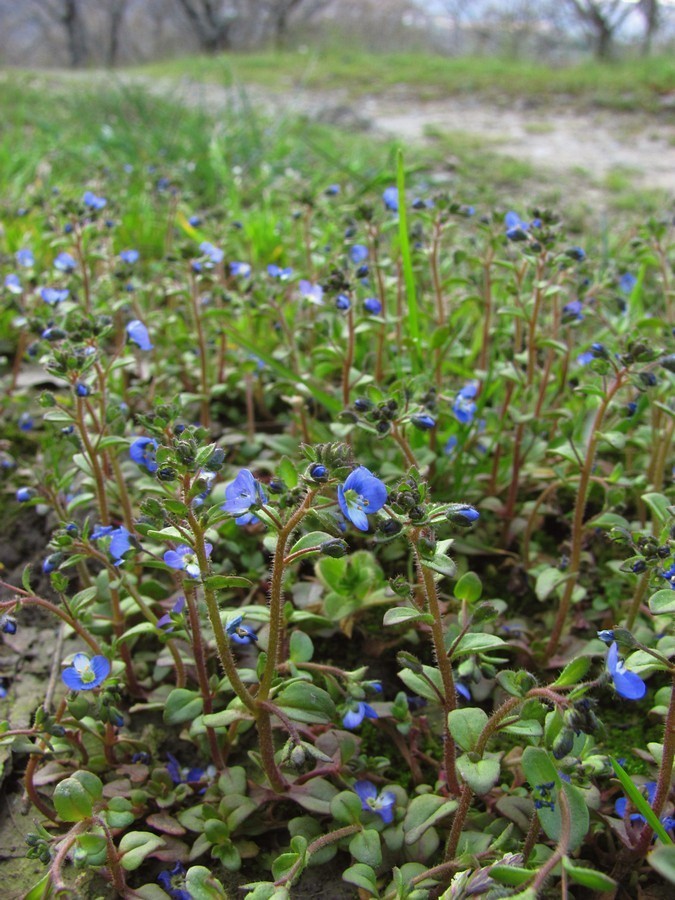 Image of Veronica acinifolia specimen.