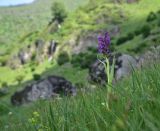 View full-size image genus Dactylorhiza