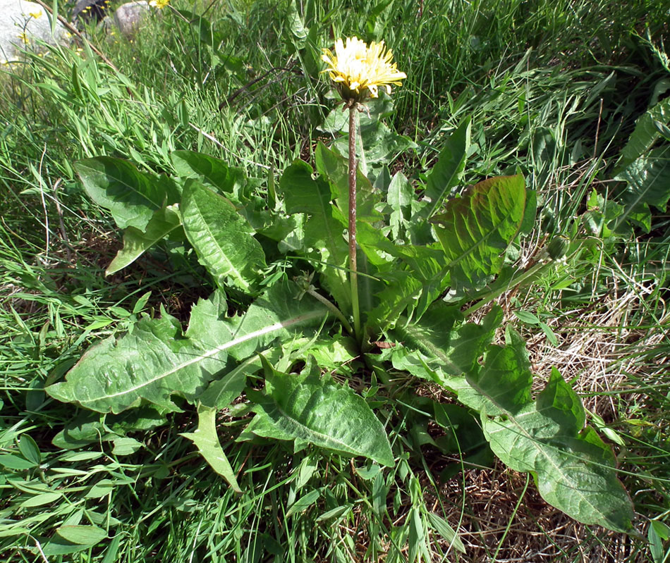 Image of genus Taraxacum specimen.