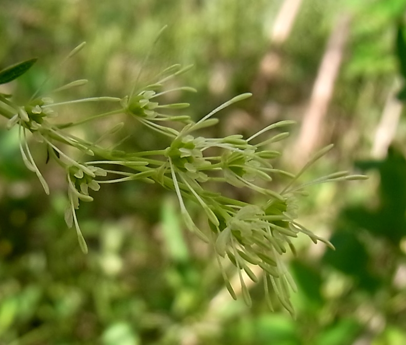 Image of Thalictrum flavum specimen.