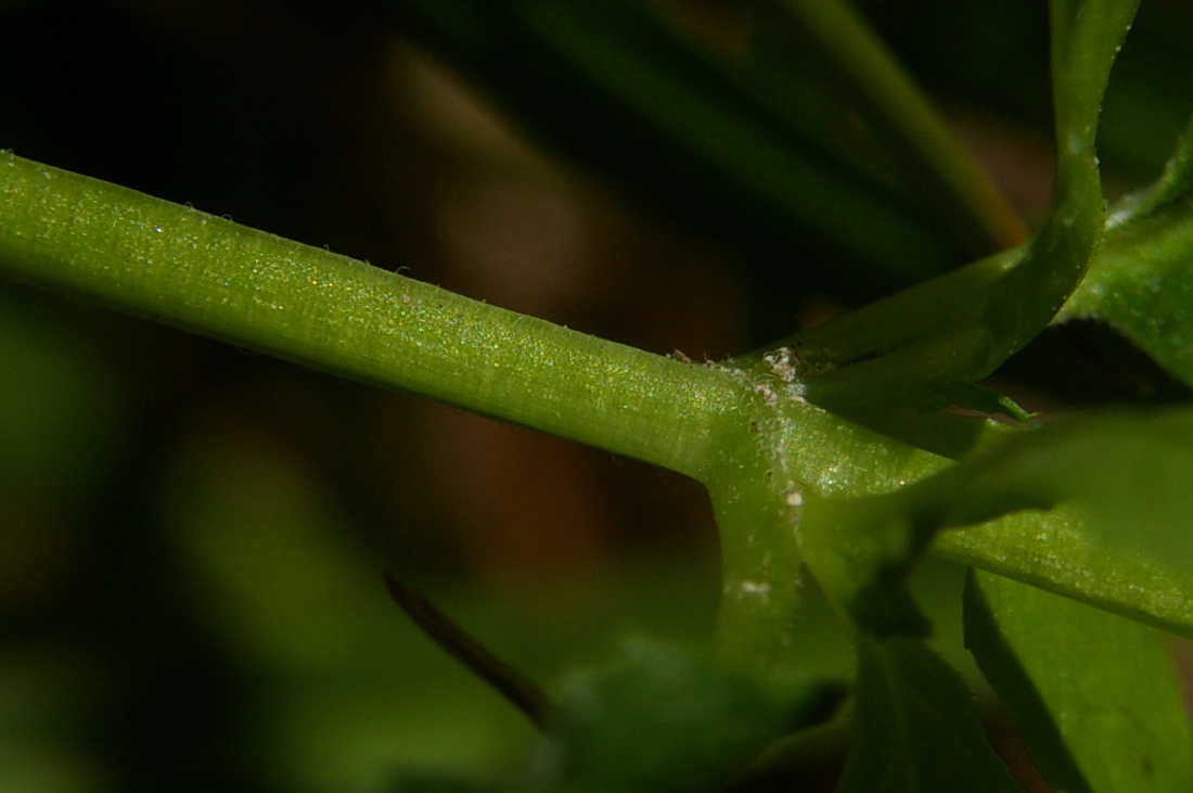 Image of Epilobium consimile specimen.