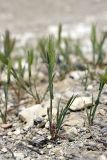 genus Hordeum