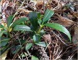 Chimaphila umbellata. Побеги. Чувашия, окр. г. Шумерля, урочище \"Карьер\". 17 сентября 2011 г.