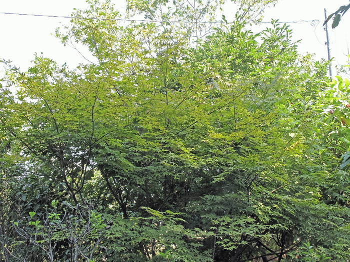 Image of Acer palmatum specimen.