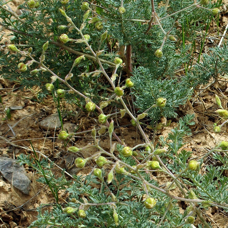 Image of Biebersteinia multifida specimen.