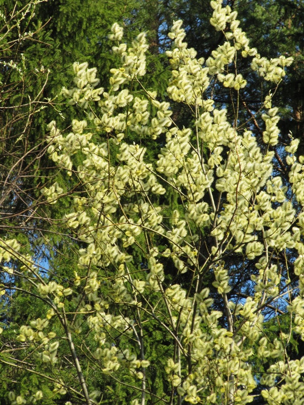 Image of Salix caprea specimen.