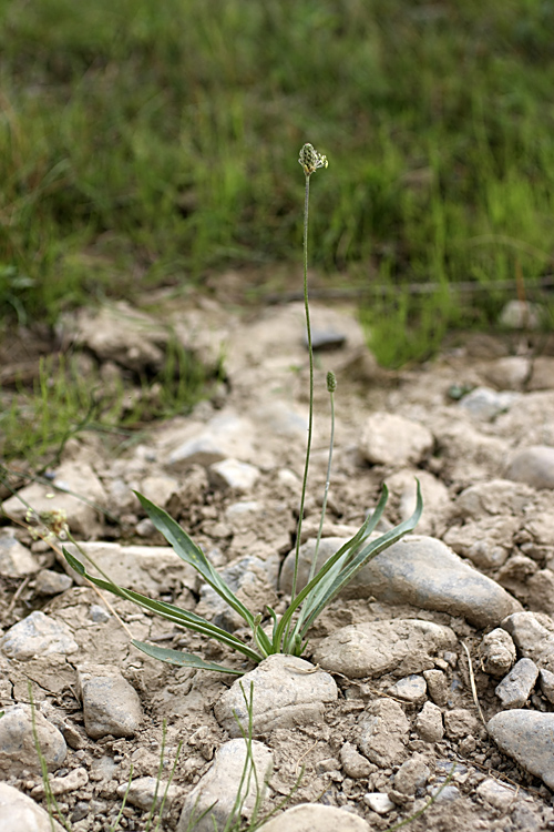 Image of Plantago lanceolata specimen.