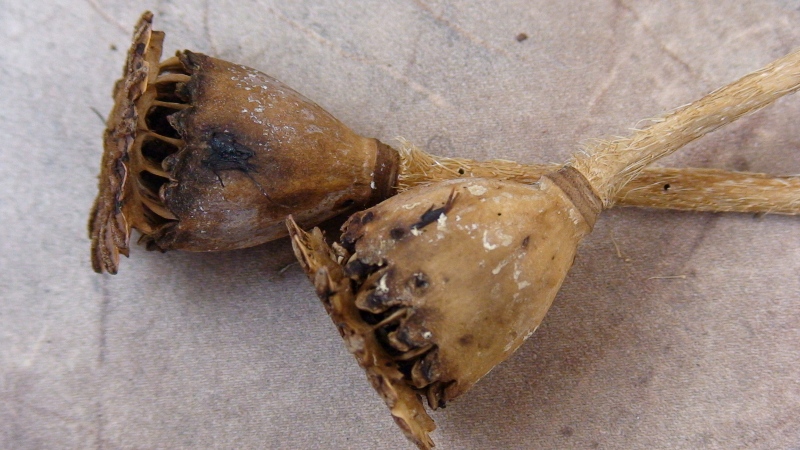 Image of Papaver setiferum specimen.