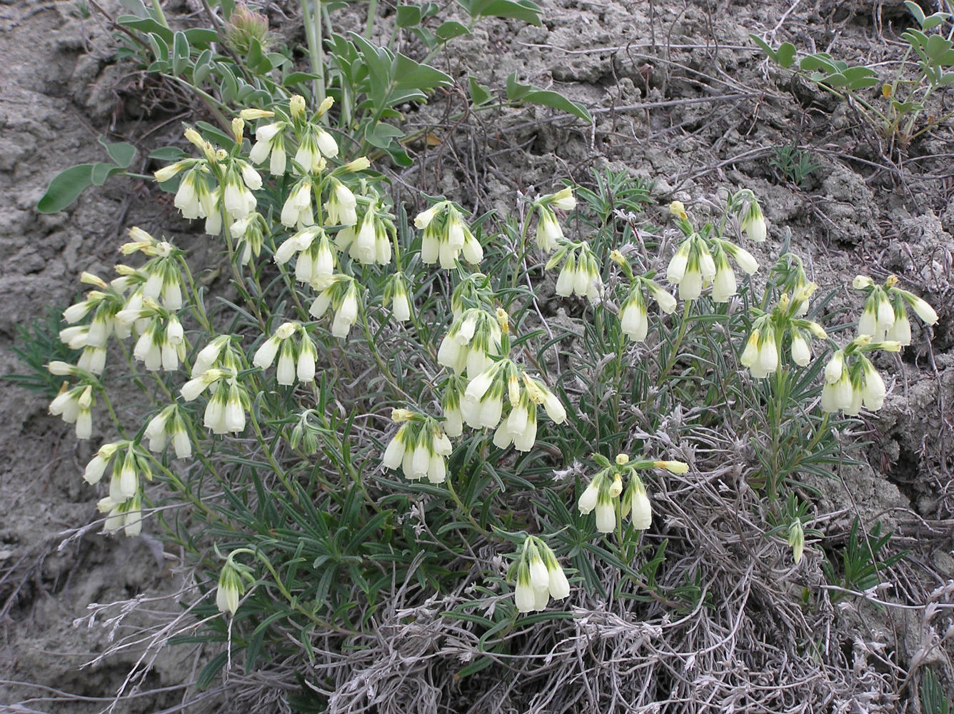 Image of Onosma volgensis specimen.