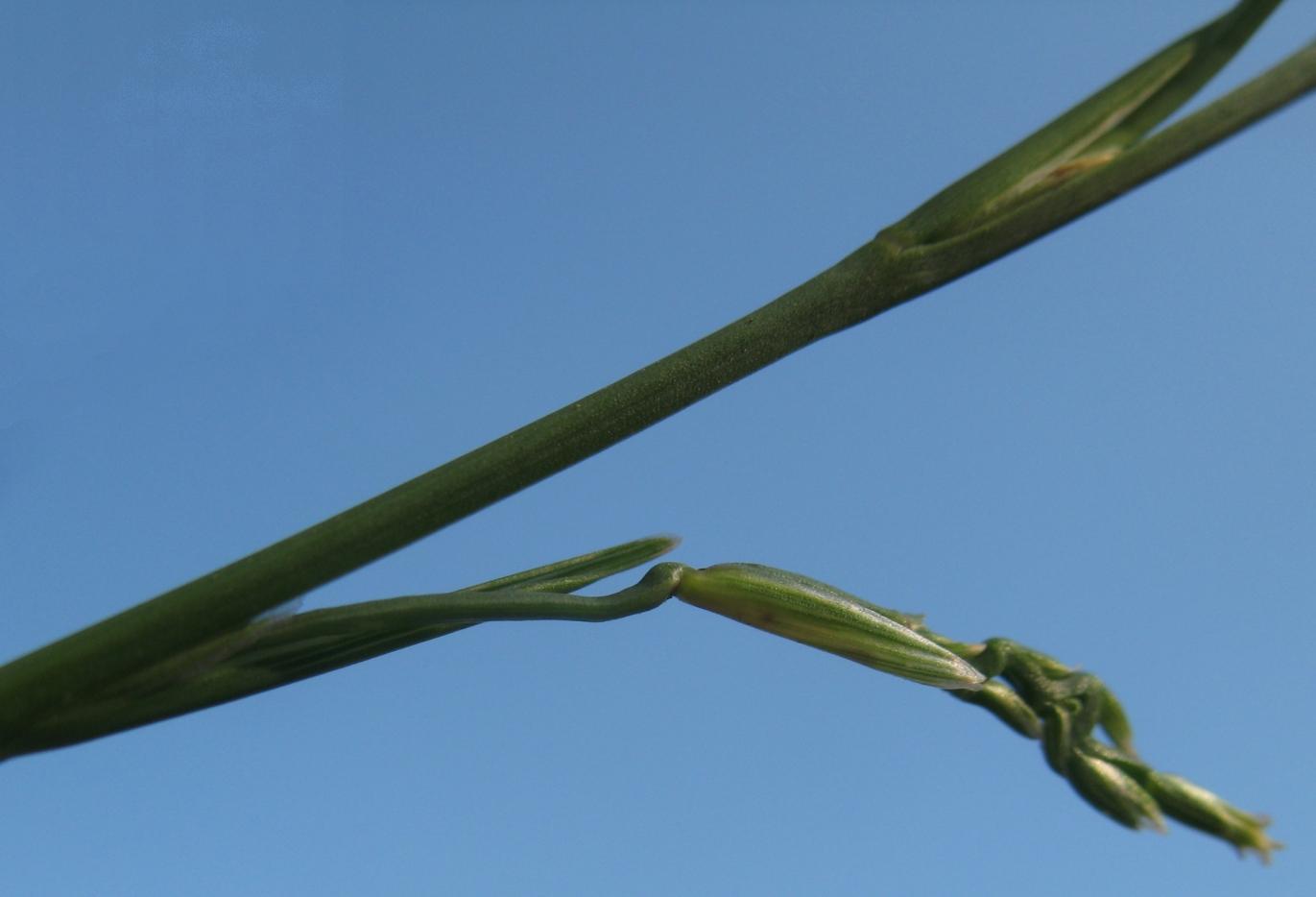 Image of Lolium perenne specimen.