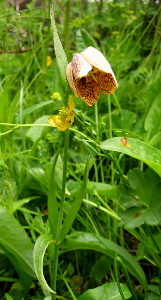 Изображение особи Fritillaria sajanensis.